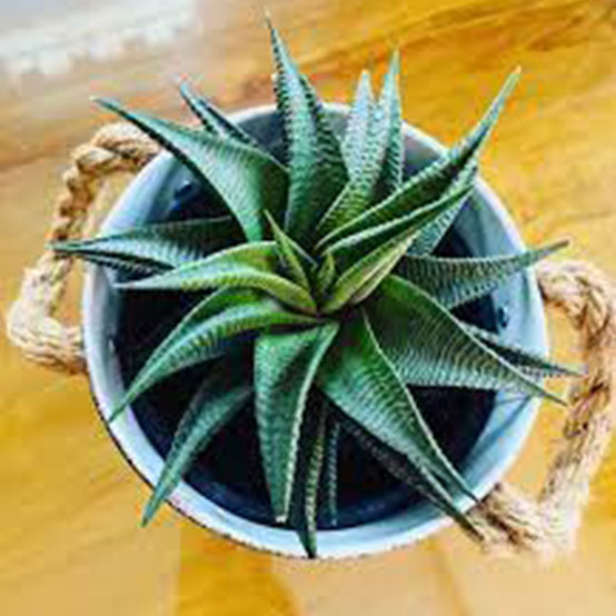 Aloe Vera Star Plant